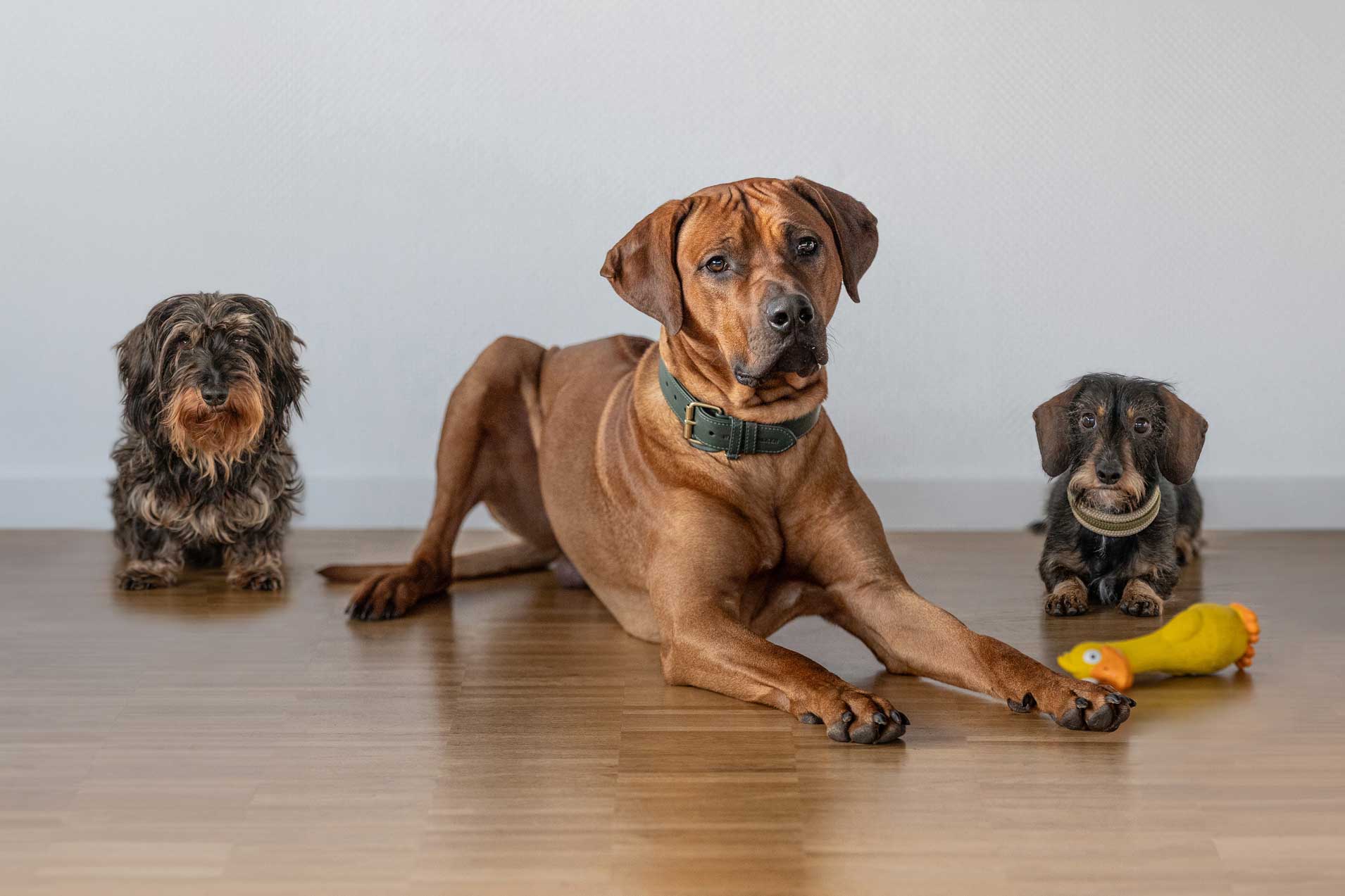 Drei unserer Bürohunde: Hugo, Bono und Wilma