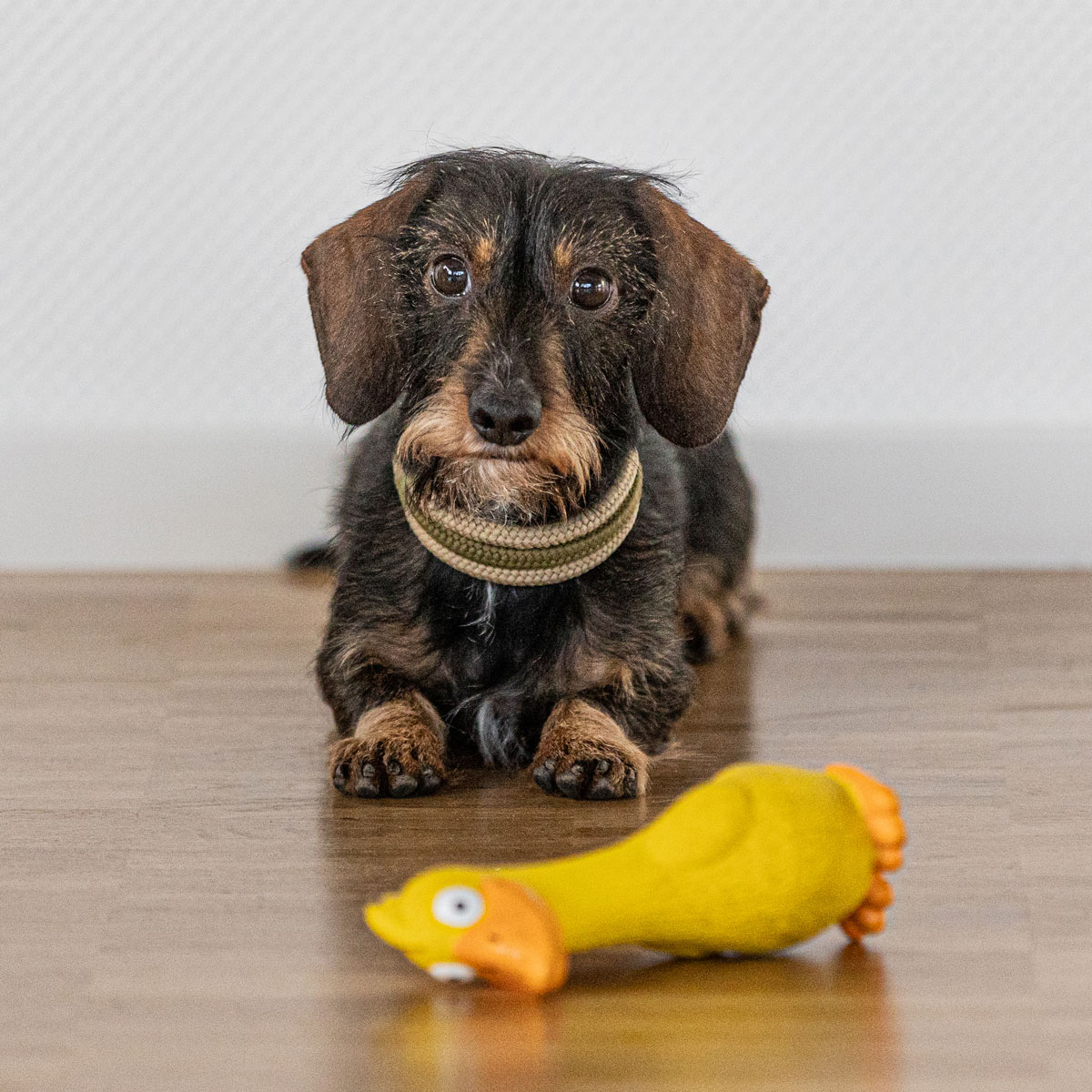 Dackel Wilma liegt auf dem Boden und schaut in die Kamera, vor ihr liegt ein gelbes Hundespielzeug